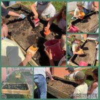 Jardin potager en maternelle