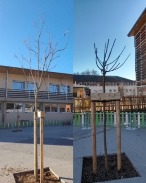 arbres